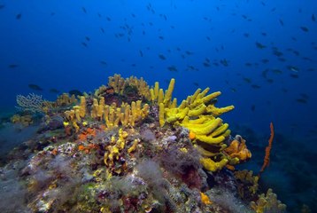 Ayvalık’ın göz kamaştıran su altı zenginlikleri görüntülendi