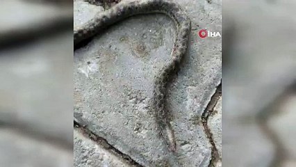 Elazığ'da ortaya çıkan çift başlı yılan korkuttu!