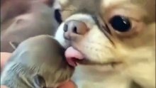 Chihuahua’s Sweetest Kisses Ever 💖🐶 Pupici și Dragoste de Mamă