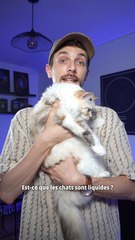 Est-ce que les chats sont des liquides ? Voyons ce qu’en dit la science 🧐
