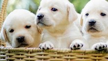 3 choses à savoir le labrador (1)