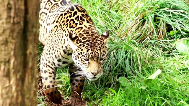 ⭐ Learn ABC Alphabet for Kids | Learn Alphabet A to Z in English | Alphabet Songs for Toddlers |Education Videos | Preschool Learning |