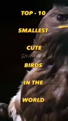 Top 10 smallest cute birds in the world