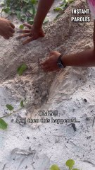 Ils créent un chemin pour permettre aux bébé tortues d’aller dans l’eau