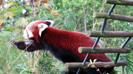 CONEXÃO ANIMAL N•25