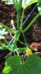 Cucumber plants and fruits (hıyar bitkileri ve meyveleri)