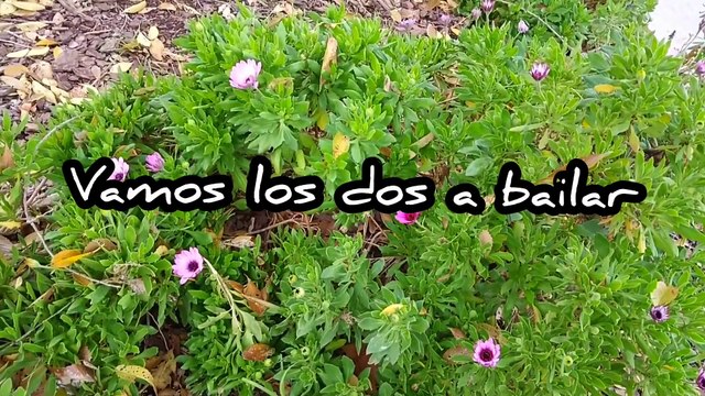 Novia Cumbianchera vamos los dos a bailar canta Giselle Romina Castillo Vargas