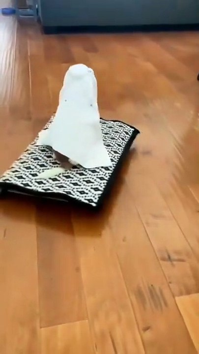 Chihuahua Sheikh Style! 👑🐶 | Chihuahua În Stil de Șeic!