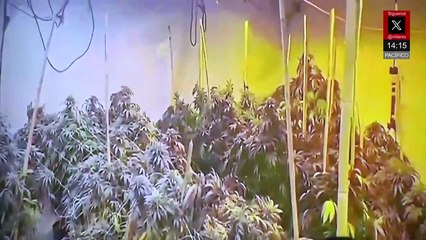 Localizan y destruyen 'narcoinvernaderos' en la frontera despoblada entre Zacatecas y Nayarit