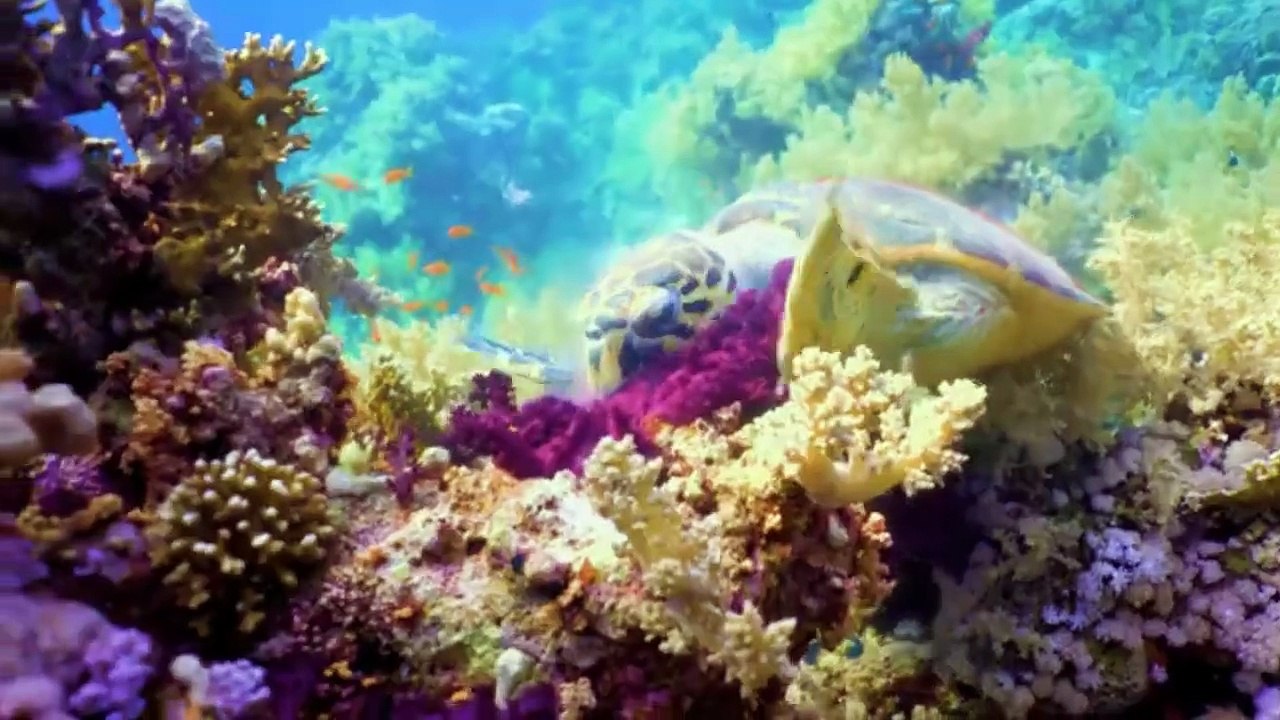 OCEAN LIFE