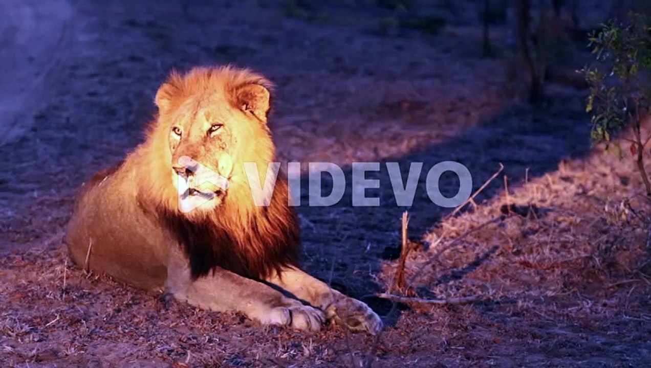 村島弘之　Resting Male Lion Observes Surroundings