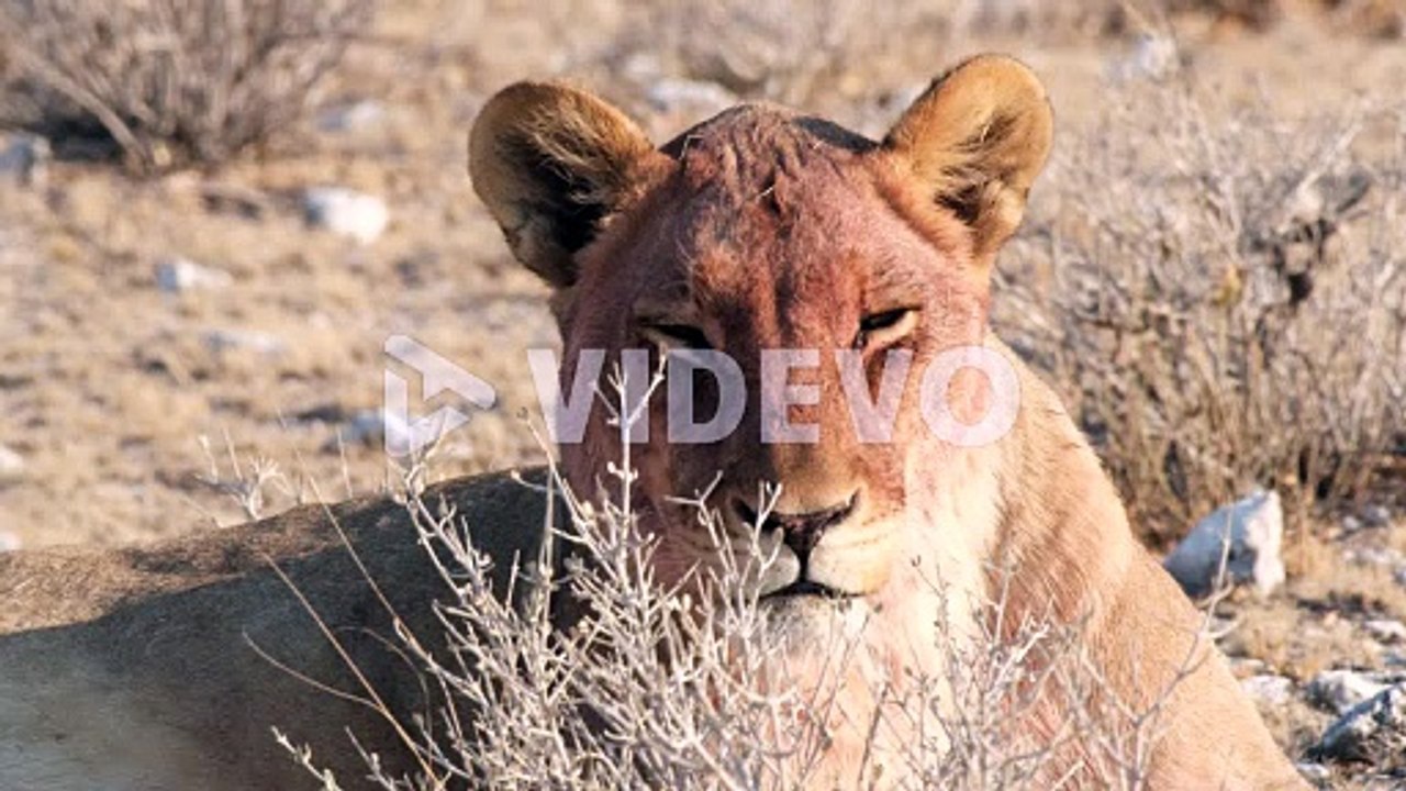 村島弘之　An Observation of African Lion in Repose - Close Up