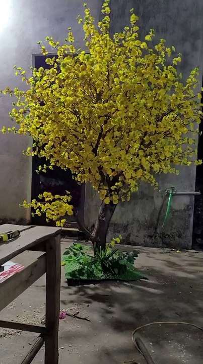 Cây mai vàng giả KT 250cm_ Xanhvina