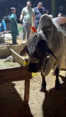 Pets Life #petslife #Viral #Funny #beauty