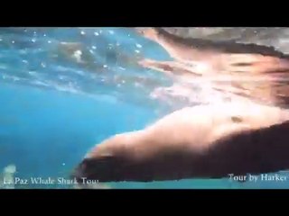 La Paz Sea Lions, Sea of Cortez