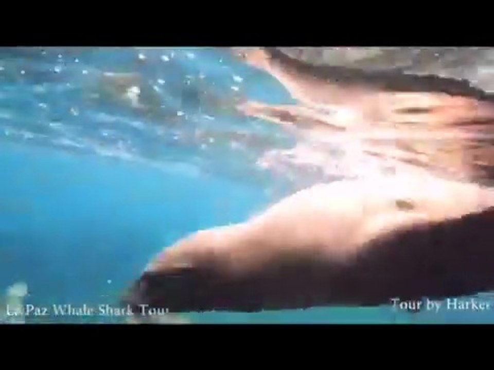 La Paz Sea Lions, Sea of Cortez