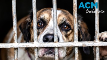 Animal cruelty investigator dogged by tight leash on funds in NSW