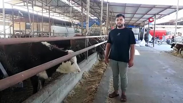 Besicinin çaresizliği kamerada! Hatay'da 300 bin liralık anguslar sırra kadem bastı