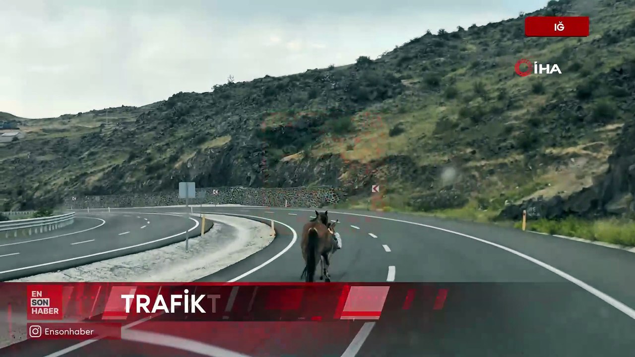 Iğdır’da yola çıkan at ve eşek trafiği tehlikeye soktu