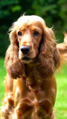 Cocker spaniel