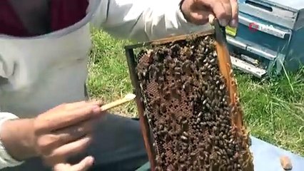 İşte Türkiye'nin en özel lezzeti için üretilen altın değerindeki şifa kaynağı