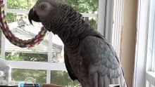 Uh-oh, Police!” Parrot Panic! 🦜🚨Ohoh, Poliția! Papagal în Alertă!
