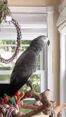 Parrot Says “OMG, Look at Her!” 🦜👀 | Papagalul: „OMG, Uită-te La Ea!”