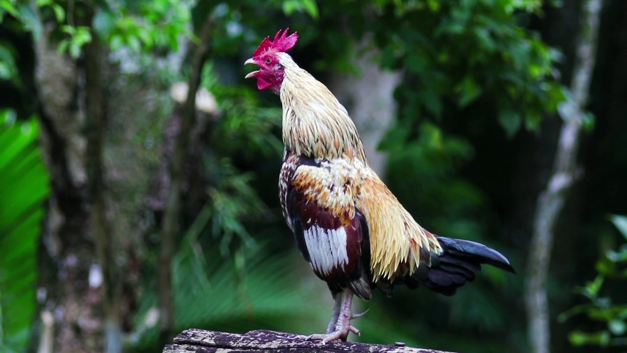 Best Rooster Crowing Compilation 2025 | Real Morning Wake-up Sounds ...