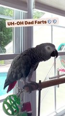 Parrot Says “Dad Fart!” 💨🦜  Papagalul Tata a făcut un part!😂