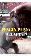 Monkey is wearing a helmet  from a perforated coconut