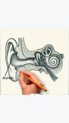 The human ear #how to draw and label #humanbody #anatomy
