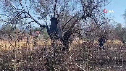 Burhaniye’de Zeytin Ağaçları Küle Döndü!