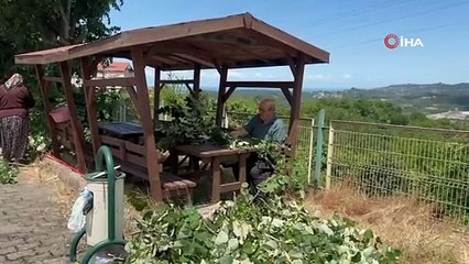 Türkiye'nin en özel kokulu, en özel şifa kaynağında hasat başladı