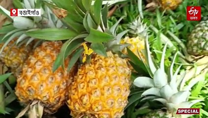 ঘৰে ঘৰে মাটিকঁঠালৰ বাগিচা: বছৰি ঘৰখনলৈ আহে কমেও ডেৰ লাখ টকা