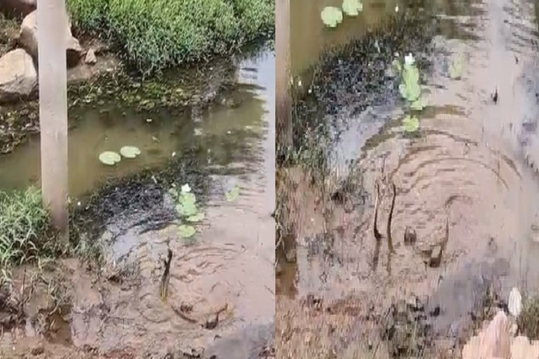 बालोद में दिखा सांप का दुर्लभ जोड़ा