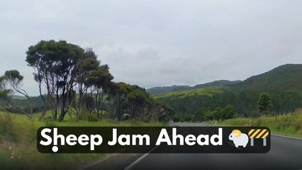 Flock of sheep boldly claims road like it was never made for human use