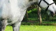 3 choses à savoir sur le percheron