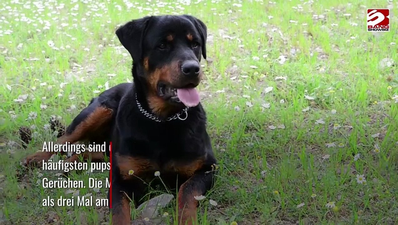 Chihuahuas haben die stinkigsten Fürze