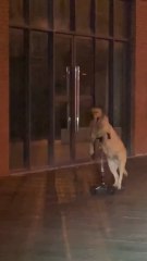 No pueden creer la forma de pasear del perro labrador: el vídeo ha alcanzado más 4 millones de visualizaciones en 24 horas