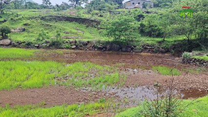 पाऊस पडूनही पश्चिम पट्ट्यात भात उत्पादकांच्या शेतकऱ्यांना अडचणी