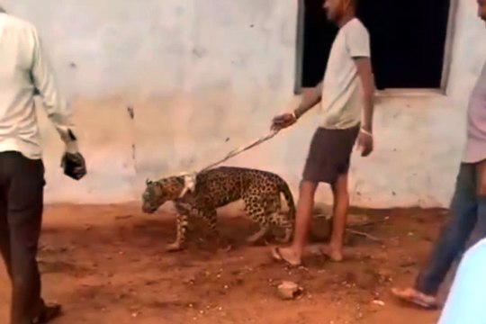 पैंथर को कुत्ते की तरह बांधकर घूमाया...