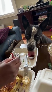 Mastermind Mutts- Caught in the Act! 🐶🍗 #MyPetsie ___________________________________________ Explore the Link in Our Bio for More Best Pets Toys & Supplies! 🛒🛍️ ______________________________