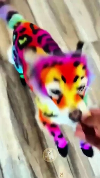 Dogs or Cartoons! Groomers Gone Wild 🐾✨ #MyPetsie ___________________________________________ Explore the Link in Our Bio for More Best Pets Toys & Supplies! 🛒🛍️ _______________________________