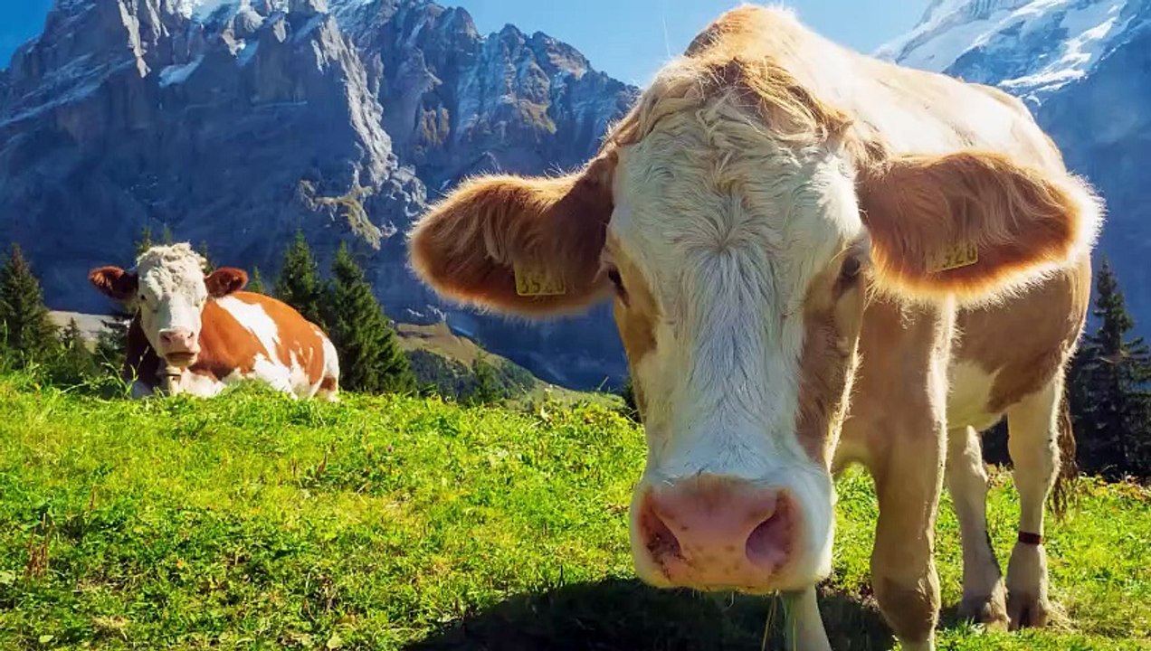 Schweizer Kühe benutzen eine Toilette