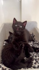 Barb and Bill playing - credit Cats Protection