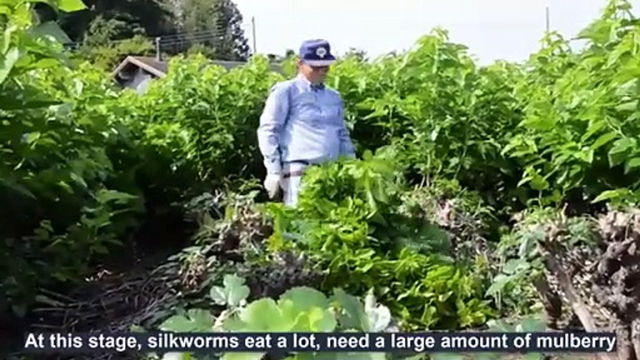 How Japanese Farming Million of SilkWorm for silk