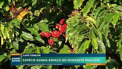 Café conilon: espécie ganha espaço no noroeste paulista