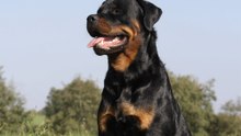 オナラの臭さ、頻度の犬種ランキングが発表