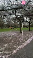 Pure Bliss: Spring Blooms in Full Glory🌸