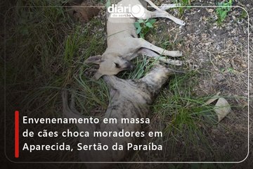 Envenenamento em massa de cães choca moradores em Aparecida, Sertão da Paraíba